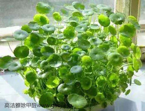 植物除甲醛.jpg